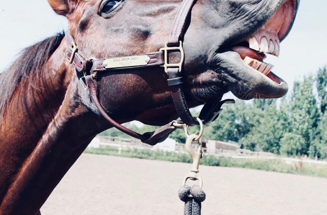 Horseplay Fundamentals: Part 2 of 3