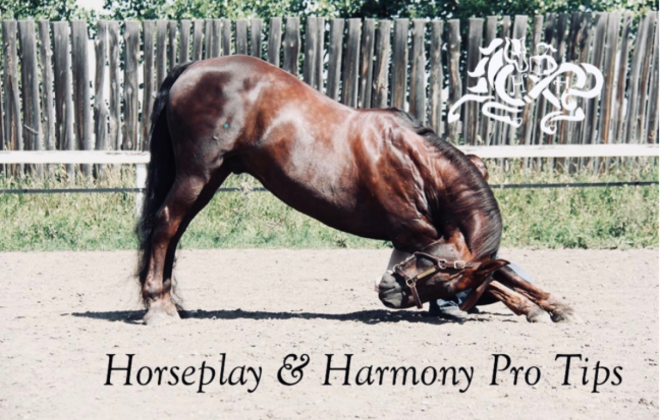 Horseplay and Harmony: Pro Tips