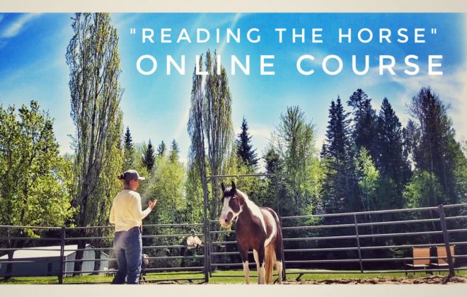Reading Horse Body Language: Online Horse  Behavior Course